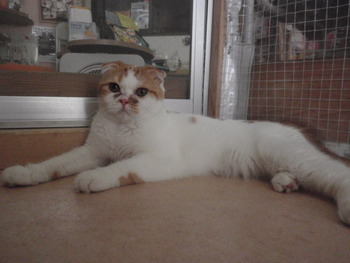 すのこちゃん　猫ホテル