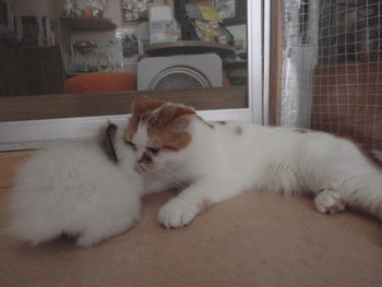 すのこちゃん　猫ホテル