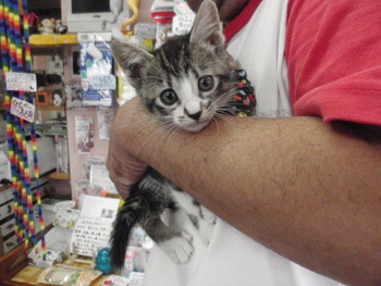 白きじ猫里親体験