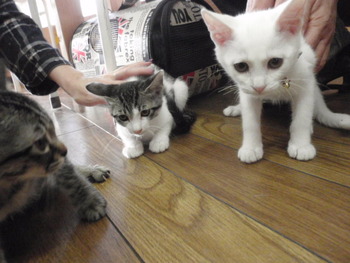 ルーンちゃん＆ゼロ君になりました！