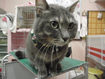 ヒカリちゃん　猫ホテル中　猫美容