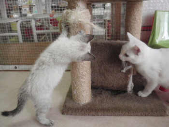 ヒマラヤン風の子猫里親体験