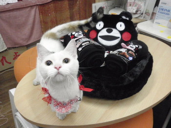 くまモンの新商品　入荷！