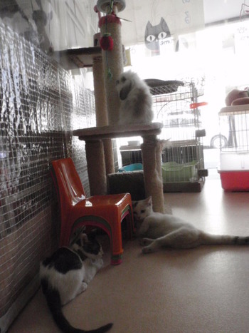 元気な３ヶ月のはちわれ猫里親募集