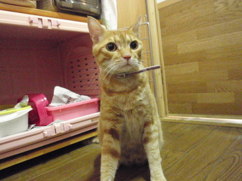 タマちゃん　猫ホテル