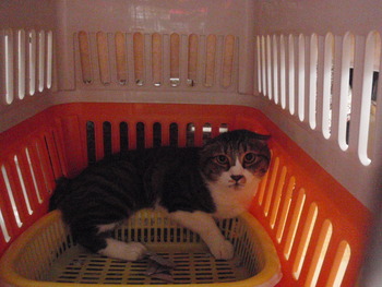 寅吉君　猫ホテル