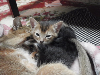 チャムちゃん　猫ホテル