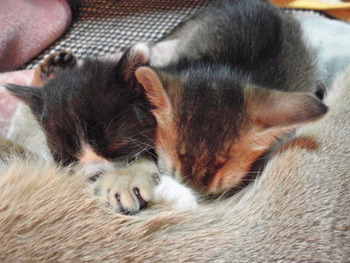 チャムちゃん　猫ホテル