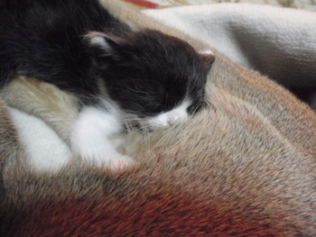チャムちゃん　猫ホテル