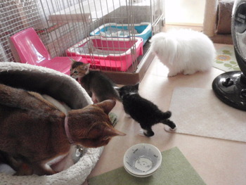 チャム君　猫ホテル