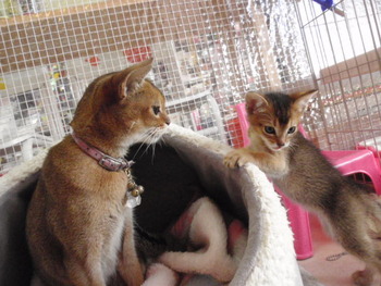 チャム君　猫ホテル