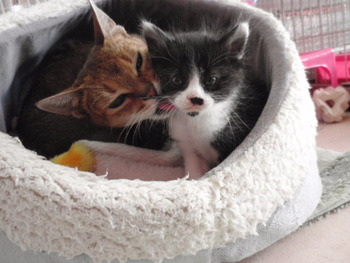 チャム君　猫ホテル