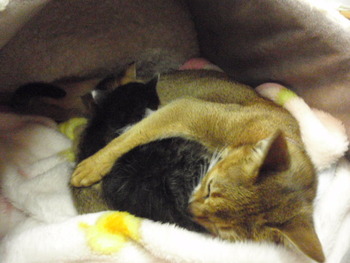チャム君　猫ホテル