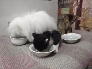 チャムちゃん　猫ホテル