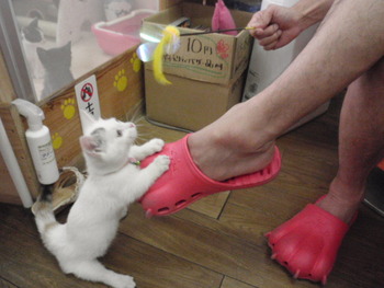 ちこちゃん　猫カフェみーこ