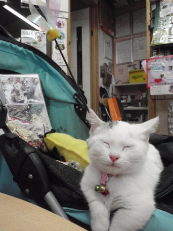 ちこちゃん　猫カフェみーこ