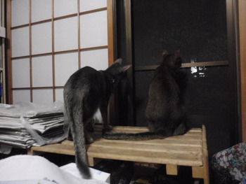 海ちゃん＆茶～　猫ホテル