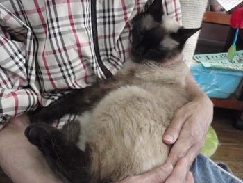 猫の爪切り