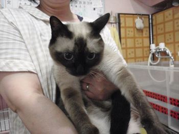 猫の爪切り
