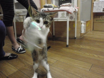 白きじ猫君　里親体験中