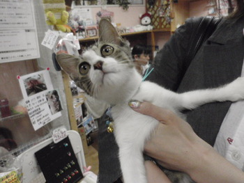 白きじ猫君　里親体験中
