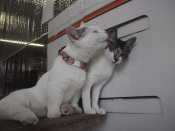 メスの子猫里親募集