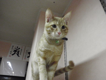 猫カフェ仲間