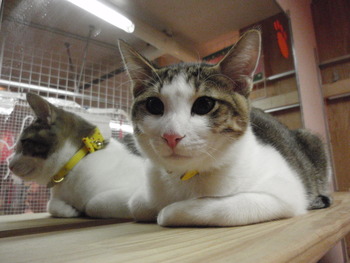 猫カフェ仲間