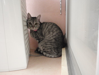 猫カフェ仲間