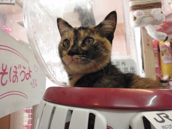 猫カフェ仲間