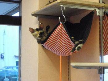 仔猫里親募集