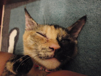 仔猫里親募集