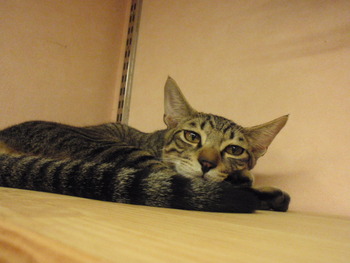 仔猫里親募集