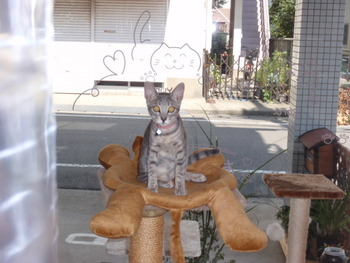 仔猫里親募集