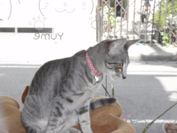 仔猫里親募集