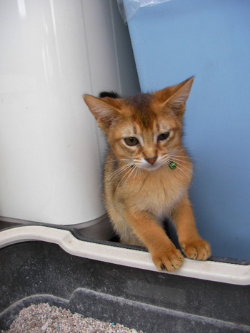 仔猫パール君