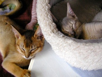 仔猫パール君
