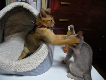 仔猫パール君
