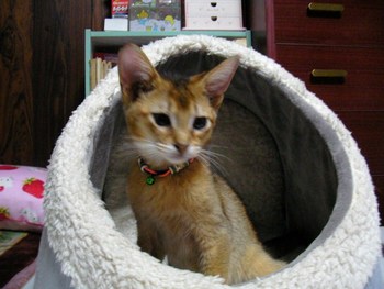 仔猫パール君