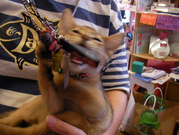 仔猫パール君