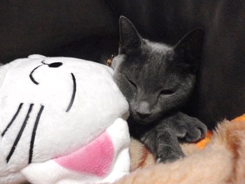 暖かグッズ