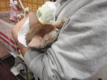艶ふわアンジーちゃん
