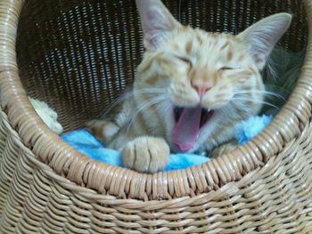 猫の「あくびショー」2