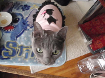 猫の日セール