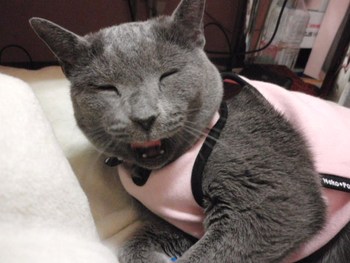 笑(*^。^*)