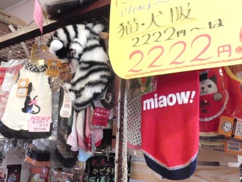 猫セール中！