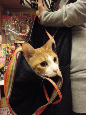 袋チャビ