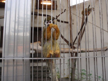 動物園