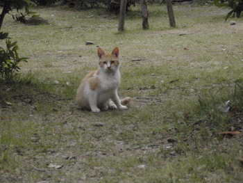 のらねこ