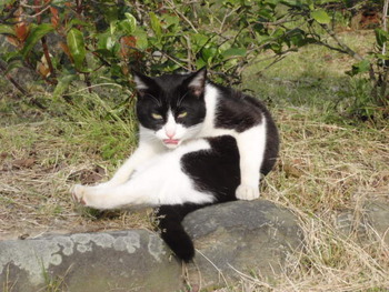 のらねこ